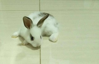 Mickey The Whitish Rabbit - Polish Rabbit