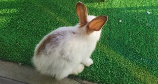 Mickey The Whitish Rabbit - Polish Rabbit