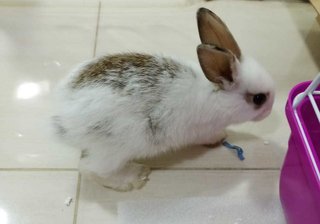 Mickey The Whitish Rabbit - Polish Rabbit