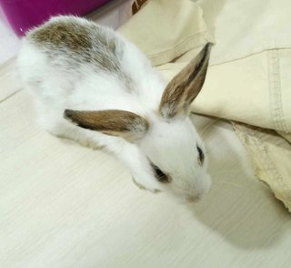 Mickey The Whitish Rabbit - Polish Rabbit