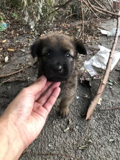 Puppy 28 - Mixed Breed Dog