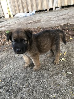 Puppy 28 - Mixed Breed Dog