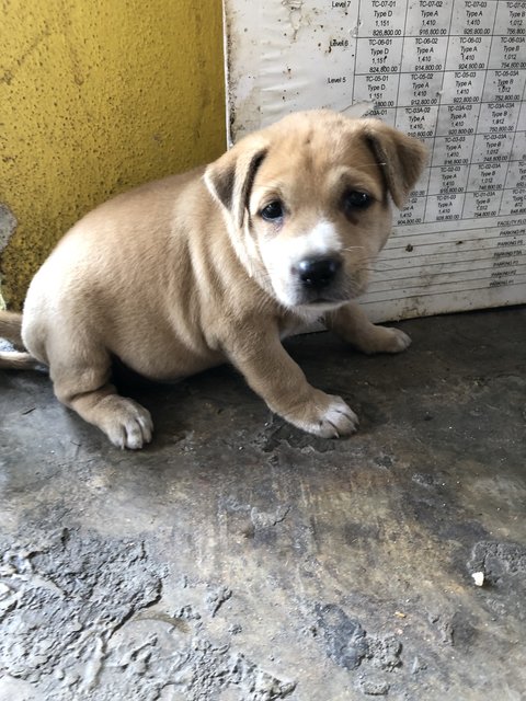 Puppy 28 - Mixed Breed Dog