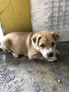 Puppy 28 - Mixed Breed Dog