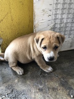 Puppy 28 - Mixed Breed Dog