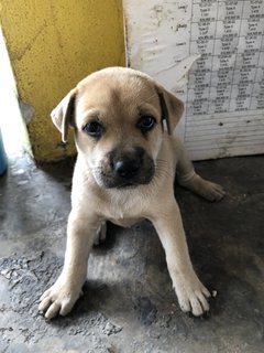 Puppy 28 - Mixed Breed Dog