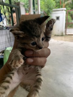 Two Kitten - Domestic Medium Hair Cat