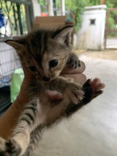 Two Kitten - Domestic Medium Hair Cat