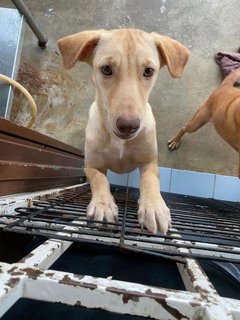 Baby - Mixed Breed Dog