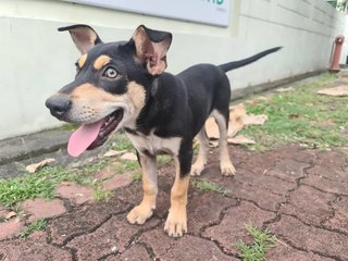 Raylian (K) - Mixed Breed Dog