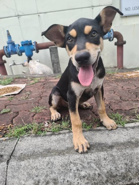 Raylian (K) - Mixed Breed Dog