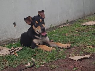 Raylian (K) - Mixed Breed Dog