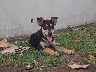 Raylian (K) - Mixed Breed Dog