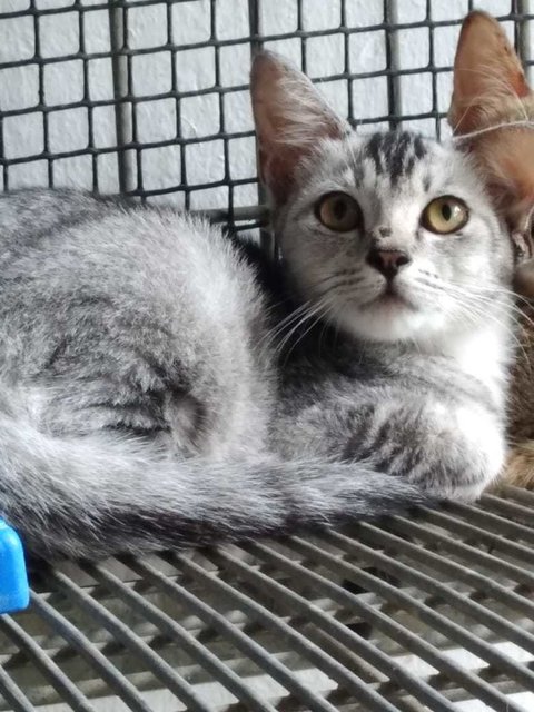 Zouk - Domestic Short Hair Cat