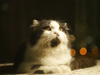 Mario - Maine Coon + Scottish Fold Cat