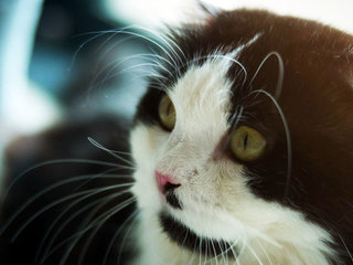 Mario - Maine Coon + Scottish Fold Cat