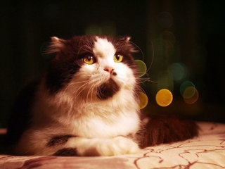 Mario - Maine Coon + Scottish Fold Cat