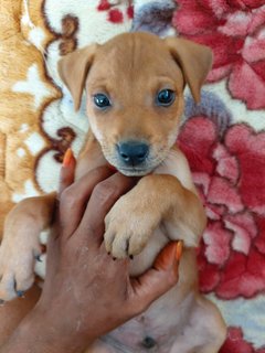 Sinovac - Mixed Breed Dog