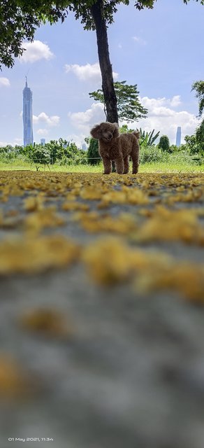 Ginger - Poodle Dog