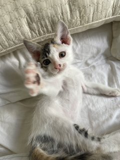 Sugar - Domestic Medium Hair Cat