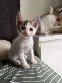 Sugar - Domestic Medium Hair Cat