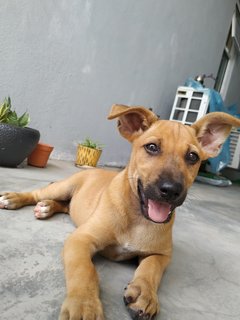 Pepper - Mixed Breed Dog