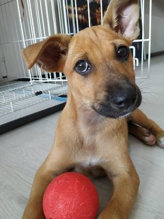 Pepper - Mixed Breed Dog