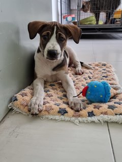 Oreo, Cookie &amp; Donut - Mixed Breed Dog