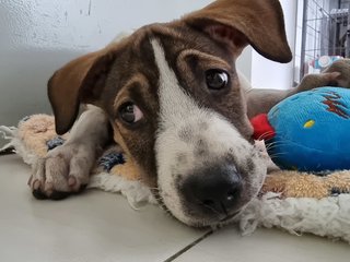 Oreo, Cookie &amp; Donut - Mixed Breed Dog