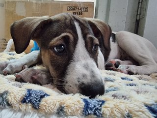 Oreo, Cookie &amp; Donut - Mixed Breed Dog