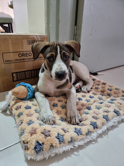 Oreo, Cookie &amp; Donut - Mixed Breed Dog