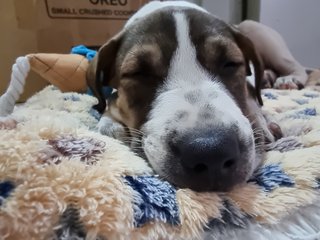 Oreo, Cookie &amp; Donut - Mixed Breed Dog