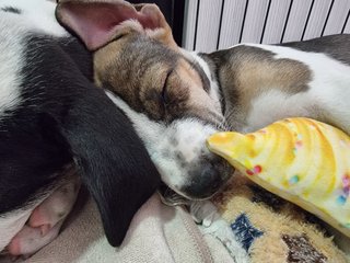 Oreo, Cookie &amp; Donut - Mixed Breed Dog