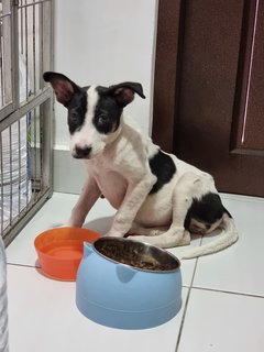 Oreo, Cookie &amp; Donut - Mixed Breed Dog