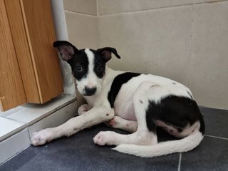 Oreo, Cookie &amp; Donut - Mixed Breed Dog