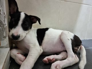 Oreo, Cookie &amp; Donut - Mixed Breed Dog