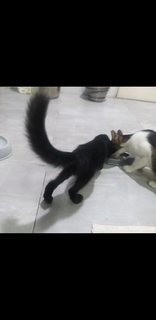 Long Tail Kittie - Domestic Medium Hair Cat