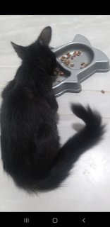 Long Tail Kittie - Domestic Medium Hair Cat