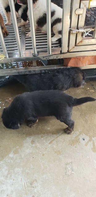 Black Panther - Mixed Breed Dog