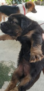 Black Panther - Mixed Breed Dog