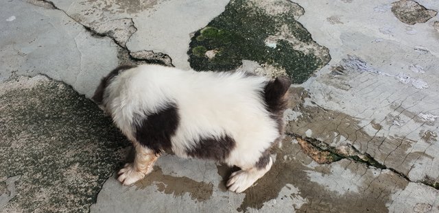 Rocky - Mixed Breed Dog