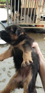 Black Widow - Mixed Breed Dog