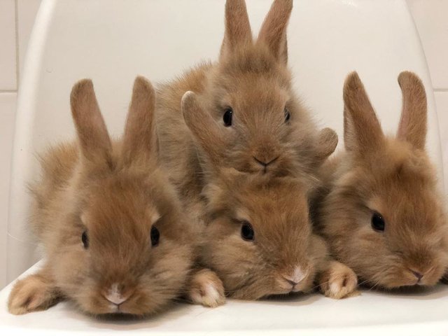 Angora Bunnies 4x Cream - Angora Rabbit Rabbit