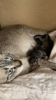 Baby Kittens - Bengal + Siamese Cat