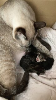 Baby Kittens - Bengal + Siamese Cat