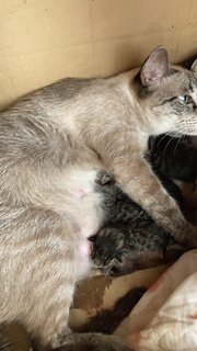 Baby Kittens - Bengal + Siamese Cat