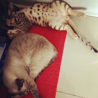 Baby Kittens - Bengal + Siamese Cat