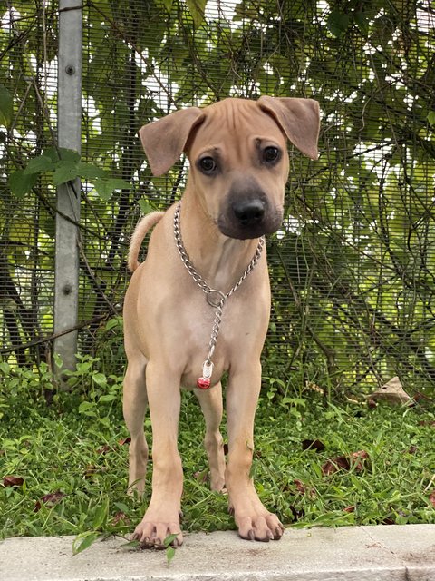 Luna - Pit Bull Terrier + Black Mouth Cur Dog