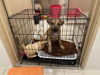 Luna - Pit Bull Terrier + Black Mouth Cur Dog