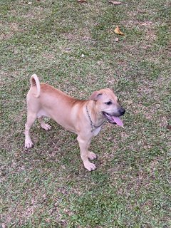 Luna - Pit Bull Terrier + Black Mouth Cur Dog